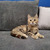 Продаются шотландские котята скоттиш фолд и скоттиш страйт - фото 4 к объявлению