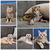 Продаются шотландские котята скоттиш фолд и скоттиш страйт - фото 6 к объявлению