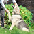 В добрые руки чудо-пес Добрыня - фото 4 к объявлению