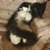 Котенок Кит ищет дом для счастливой жизни - фото 6 к объявлению