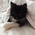 Котенок Кит ищет дом для счастливой жизни - фото 2 к объявлению