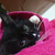 Котенок Кит ищет дом для счастливой жизни - фото 4 к объявлению