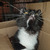 Котенок Кит ищет дом для счастливой жизни - фото 3 к объявлению