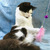 Котик в заботливые руки - фото 3 к объявлению
