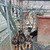 Продаются щенки немецкой овчарки длинношерстной - фото 2 к объявлению