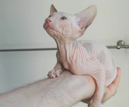 Продаются котята Донского сфинкса (русская лысая кошка) - фото 1 к объявлению