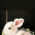 Декоративные Крольчата от Заводчика - фото 6 к объявлению
