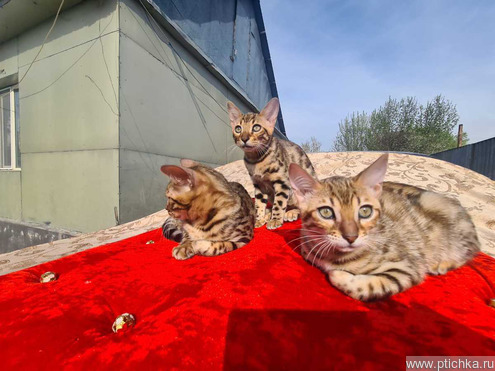 Бенгалы котята - фото 1 к объявлению