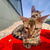 Бенгалы котята - фото 7 к объявлению