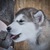 Продаются щенки Аляскинского маламута - фото 6 к объявлению