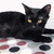 Чёрная кошка Раста в добрые руки - фото 1 к объявлению
