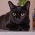 Чёрная кошка Раста в добрые руки - фото 4 к объявлению