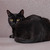 Чёрная кошка Раста в добрые руки - фото 5 к объявлению