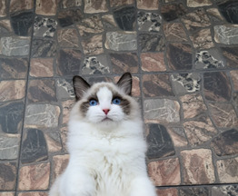 котик регдолл - фото 1 к объявлению