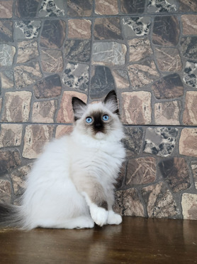 котята регдолл - фото 1 к объявлению