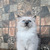 котята регдолл - фото 2 к объявлению