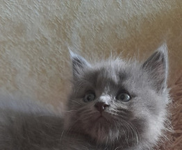 Продается британская короткошерстная кошка - фото 1 к объявлению