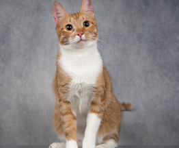 Рыжий красавец котенок-подросток Риччи - фото 1 к объявлению