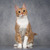 Рыжий красавец котенок-подросток Риччи - фото 1 к объявлению