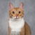 Рыжий красавец котенок-подросток Риччи - фото 2 к объявлению