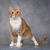 Рыжий красавец котенок-подросток Риччи - фото 3 к объявлению