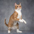 Рыжий красавец котенок-подросток Риччи - фото 4 к объявлению