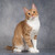 Рыжий красавец котенок-подросток Риччи - фото 5 к объявлению