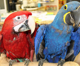 Попугаи ара - птенцы выкормыши 4 мес. из питомника - фотография  к объявлению