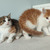 Шикарные котятки Лео и Зизи ищут семьи! - фото 3 к объявлению
