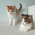 Шикарные котятки Лео и Зизи ищут семьи! - фото 4 к объявлению