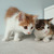 Шикарные котятки Лео и Зизи ищут семьи! - фото 5 к объявлению