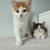 Шикарные котятки Лео и Зизи ищут семьи! - фото 7 к объявлению