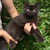 Продается британский короткошерстный котенок - фото 1 к объявлению