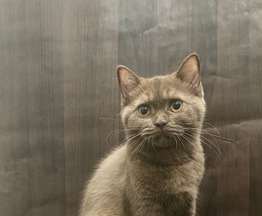 Продается британская короткошерстная кошка - фото 1 к объявлению