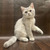 Продается британская короткошерстная кошка - фото 2 к объявлению