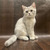 Продается британская короткошерстная кошка - фото 3 к объявлению