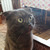 Британская короткошерстная кошка ищет заботливых хозяев - фото 1 к объявлению
