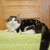 Шикарный сибирский кот Мейсон ищет семью! - фото 2 к объявлению