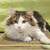 Шикарный сибирский кот Мейсон ищет семью! - фото 4 к объявлению