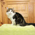 Шикарный сибирский кот Мейсон ищет семью! - фото 5 к объявлению