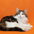 Шикарный сибирский кот Мейсон ищет семью! - фото 6 к объявлению