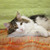 Шикарный сибирский кот Мейсон ищет семью! - фото 7 к объявлению
