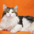 Шикарный сибирский кот Мейсон ищет семью! - фото 8 к объявлению