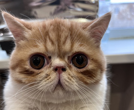 Продается экзот (экзотическая короткошерстная кошка) - фотография  к объявлению