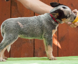 Продается австралийский хилер (австралийская пастушья собака) - фото 1 к объявлению