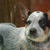 Продается австралийский хилер (австралийская пастушья собака) - фото 2 к объявлению
