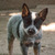 Продается австралийский хилер (австралийская пастушья собака) - фото 3 к объявлению