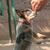 Продается австралийский хилер (австралийская пастушья собака) - фото 5 к объявлению