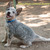 Продается австралийский хилер (австралийская пастушья собака) - фото 10 к объявлению