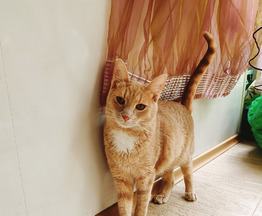 Невероятно ласковый кот Оскар ищет семью! - фото 1 к объявлению